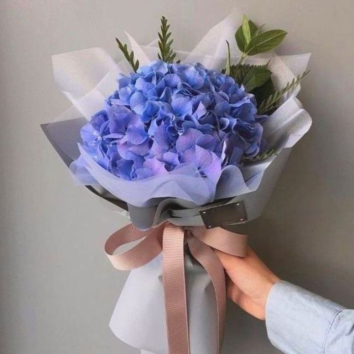 Гортензия голубая в Королёве