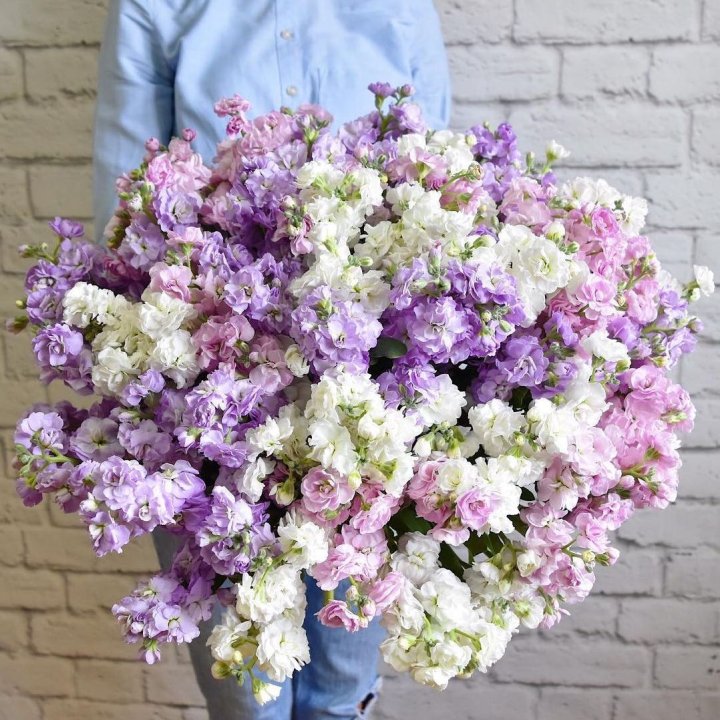 Облако маттиол в Королёве