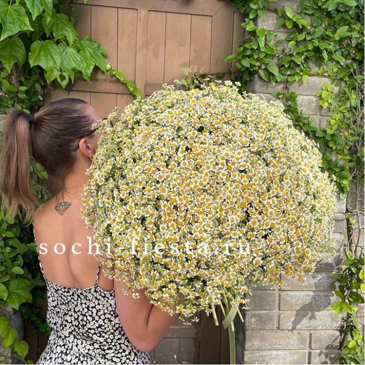 101 ромашка в Королёве