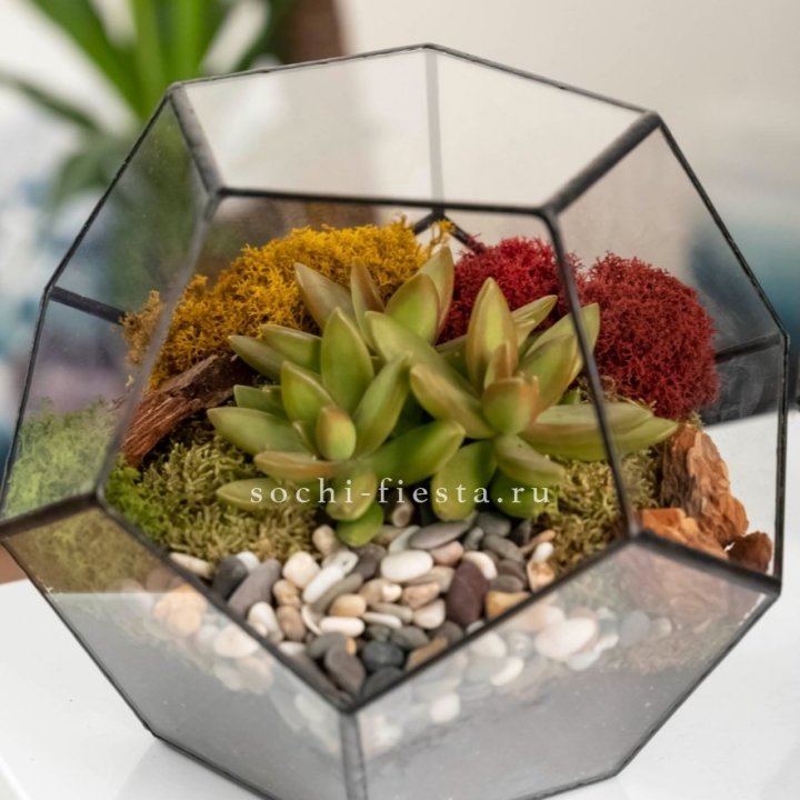 Флорариум “Додекаэдр” с суккулентом Седум в Королёве
