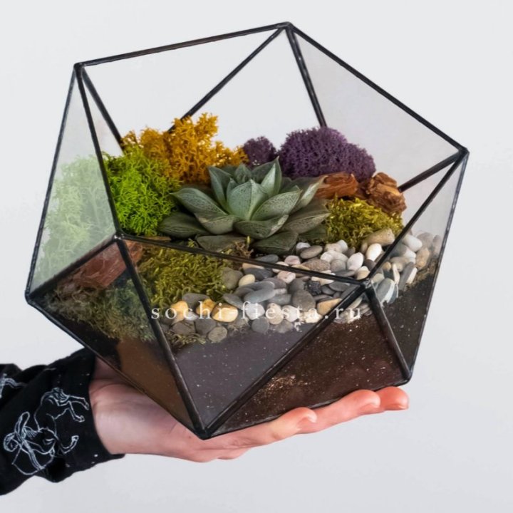 Флорариум “Икосаэдр” с суккулентом Каменная Роза в Королёве