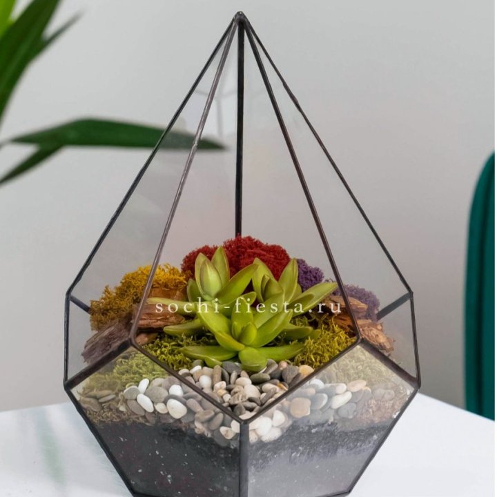 Флорариум Капля с суккулентом в Королёве