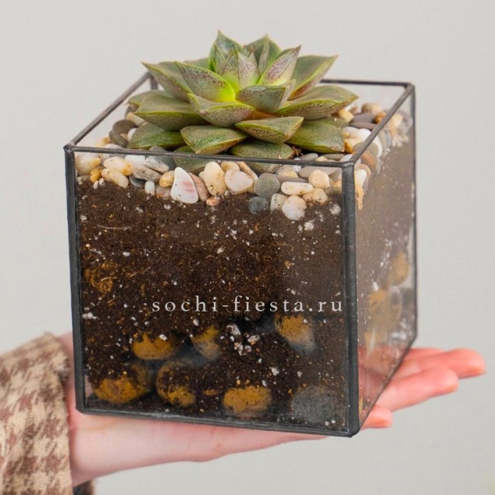 Флорариум Кубик с суккулентом Каменная роза в Королёве