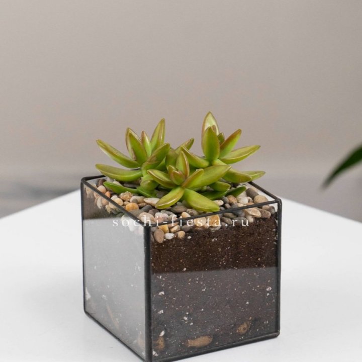 Флорариум Кубик с суккулентом Седум в Королёве