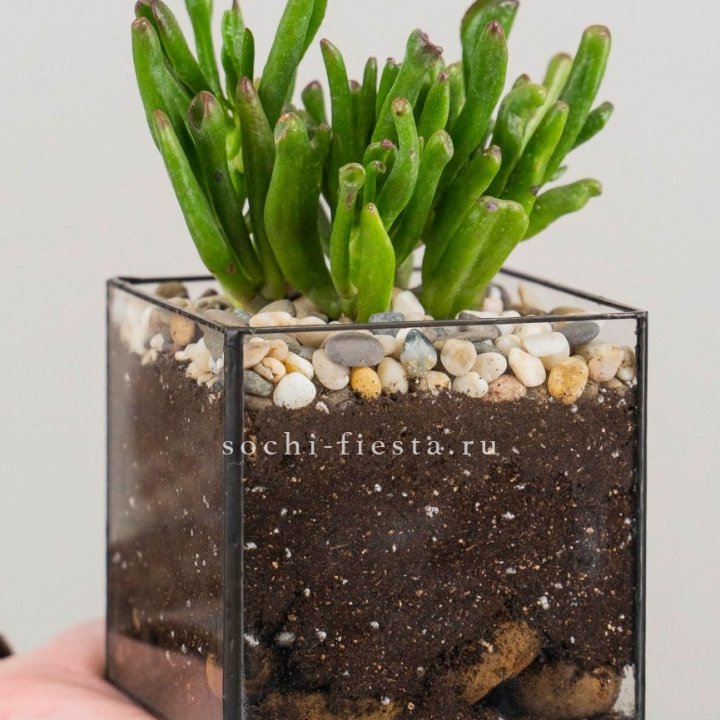 Флорариум Кубик с суккулентом Хоббит в Королёве