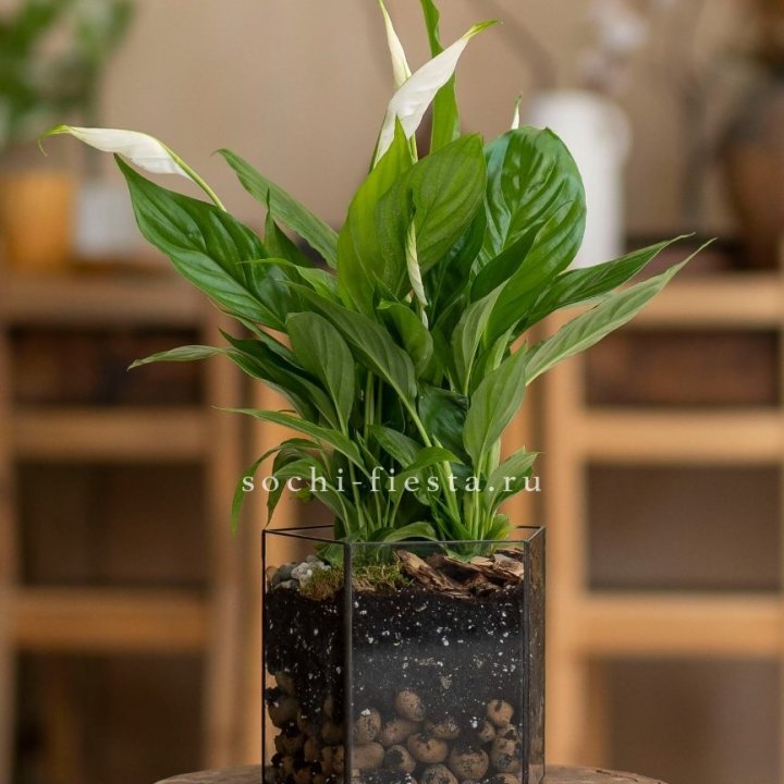Спатифиллум в кашпо Пятиугольник в Королёве