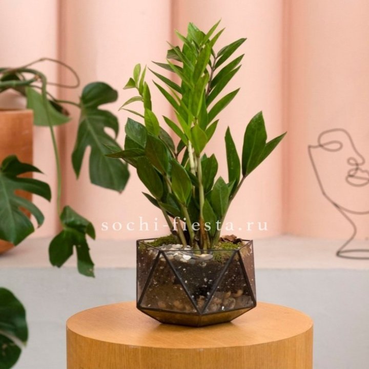 Замиокулькас в кашпо Икосаедр в Королёве