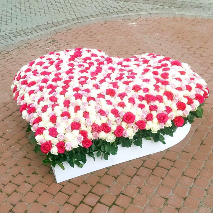 555 роза  в Королёве