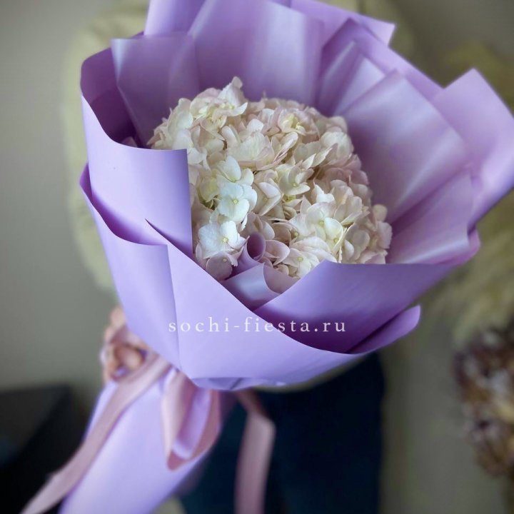 Гортензия розовая в Королёве