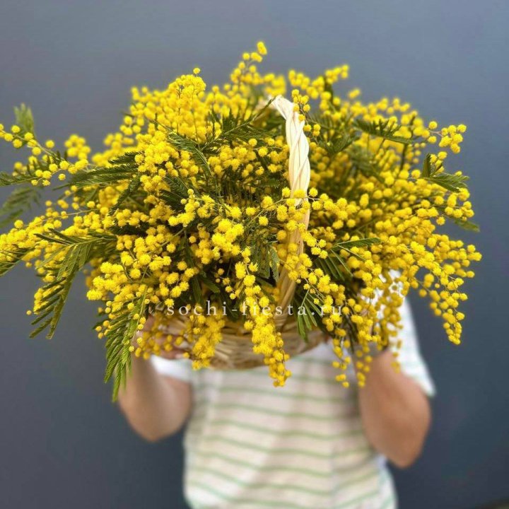 Весенняя корзина мимозы в Королёве