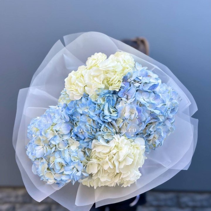 5 бело-голубых гортензий в Королёве