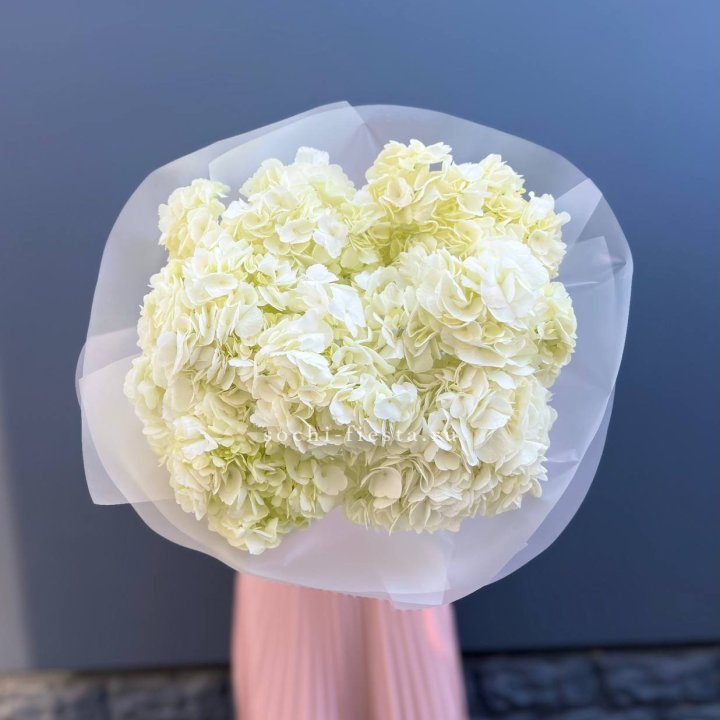 7 белых гортензий в Королёве