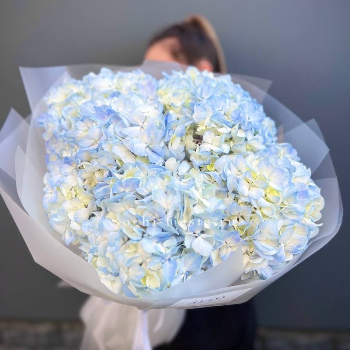 5 голубых гортензий в Королёве