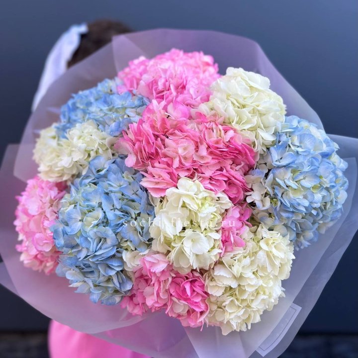 11 гортензий микс в Королёве