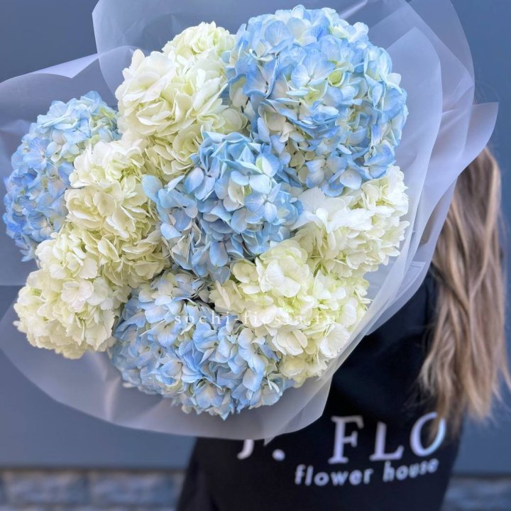 9 бело-голубых гортензий в Королёве