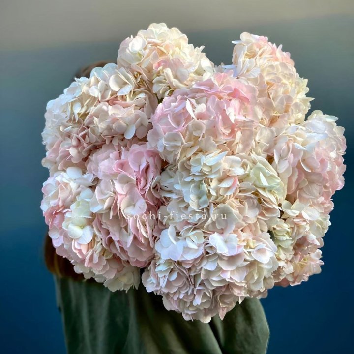 Охапка розовой гортензии в Королёве