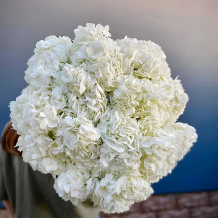 Охапка белой гортензии в Королёве