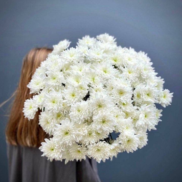 Охапка Хризантемы кустовой в Королёве