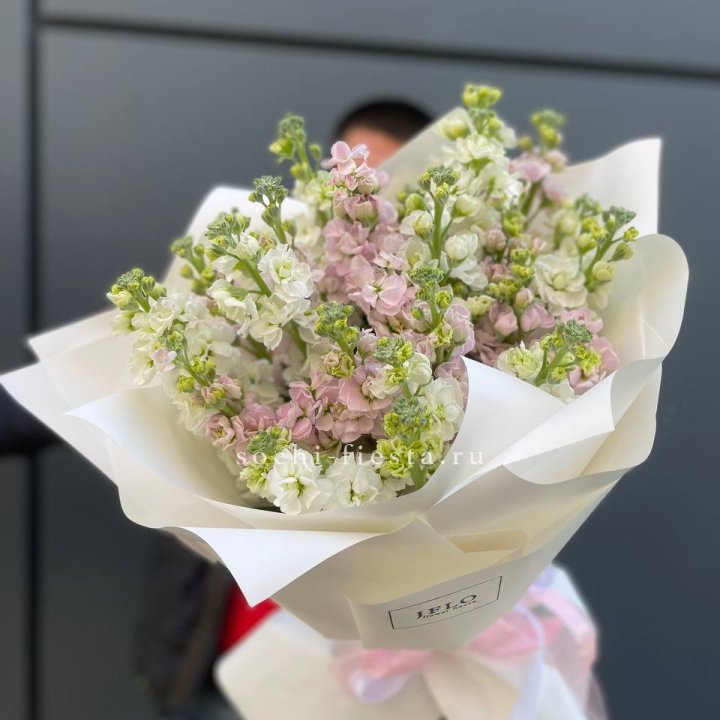 29 маттиол  в Королёве