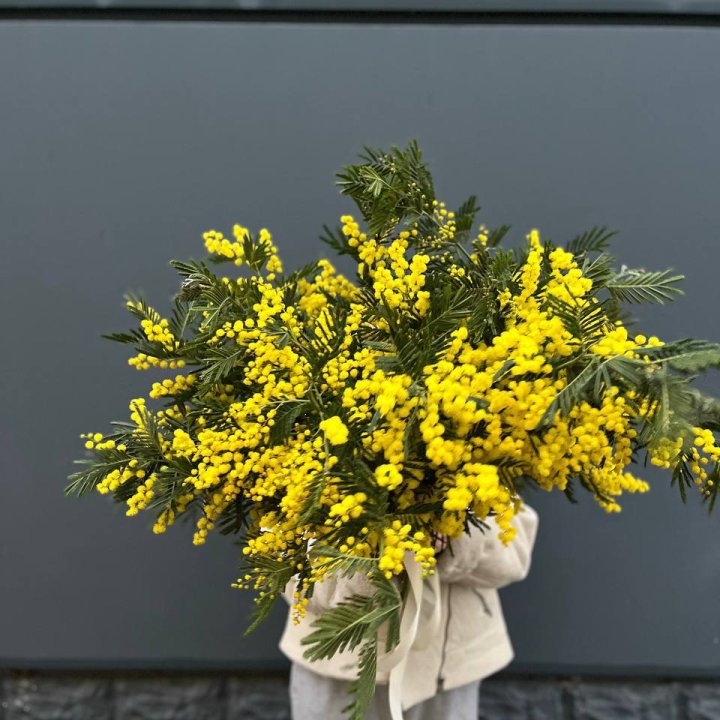 Охопка мимозы в Королёве