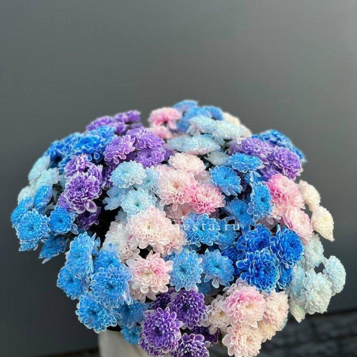 25 цветных хризантем в Королёве