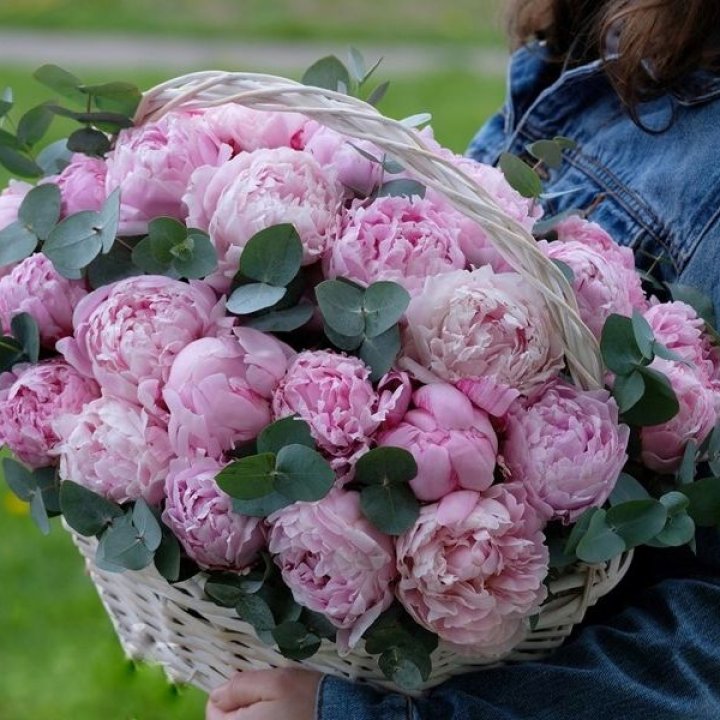 51 пион в корзине в Королёве