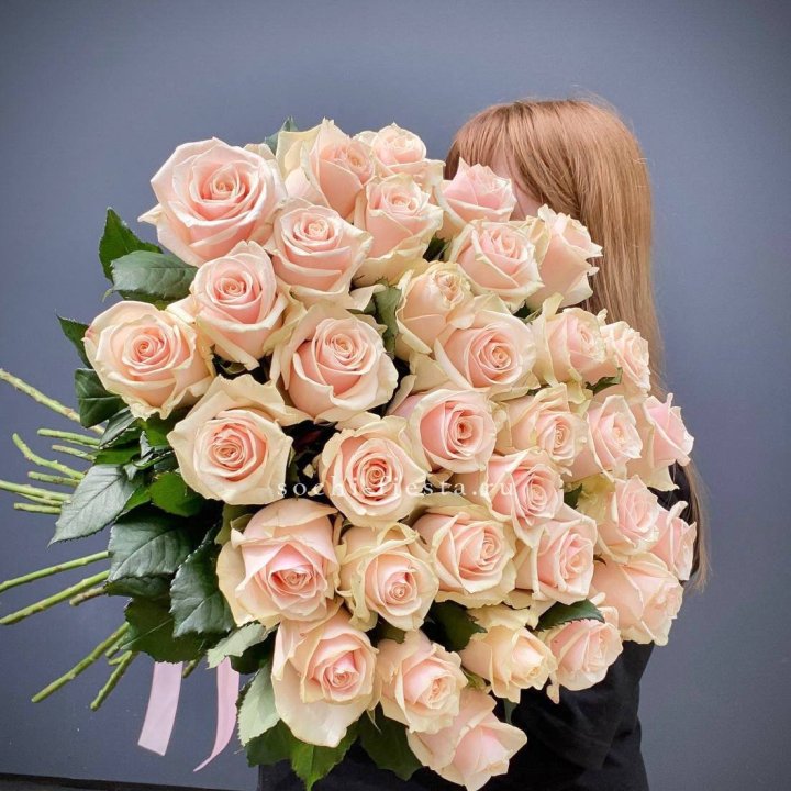 35 кремовых высоких роз в Королёве