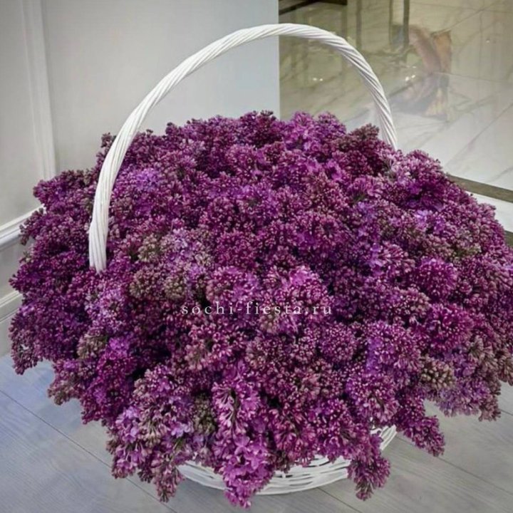 Корзина сирени в Королёве