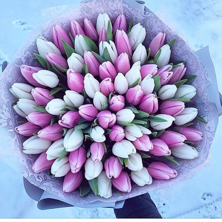 101 тюльпан "Лолипоп" в Королёве